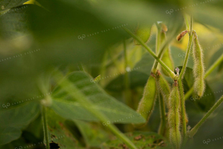 Soybeans - Mid-Season 4919