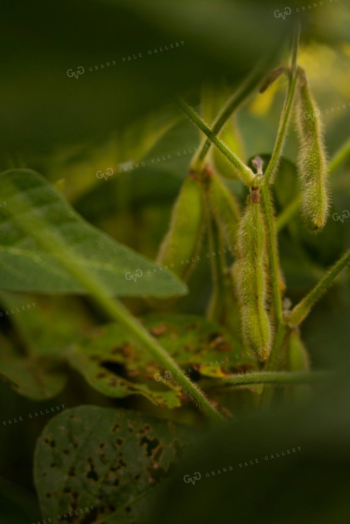 Soybeans - Mid-Season 4920