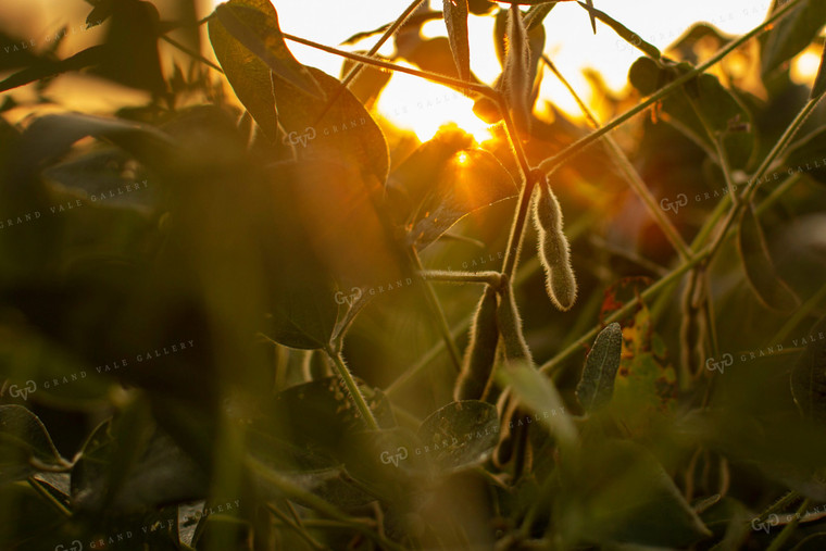 Soybeans - Mid-Season 4894