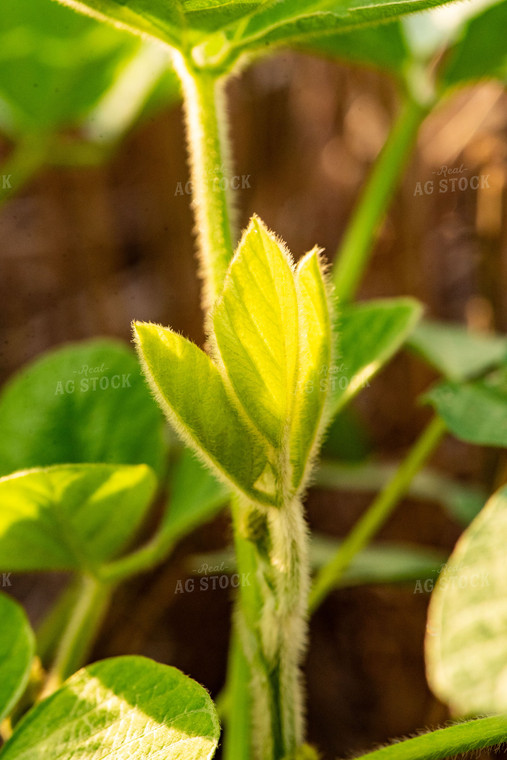 Early Growth Soybean Plant 136077