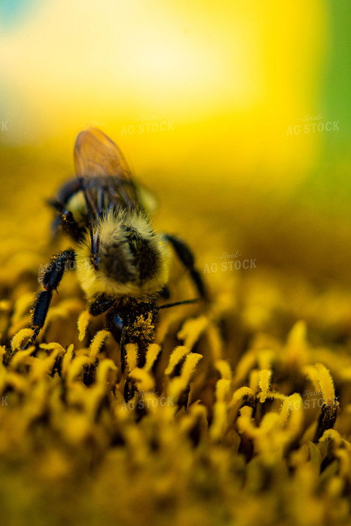 Bee on Sunflower 136081