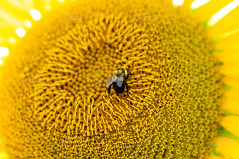 Bee on Sunflower 136082