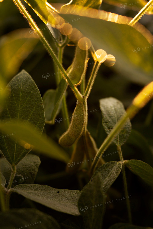 Soybeans - Mid-Season 4914