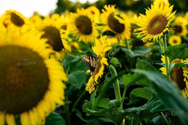 Butterfly on Sunflower 136085