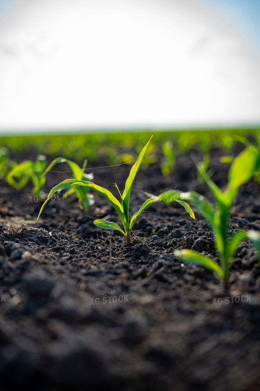 Early Growth Corn Plant 136087