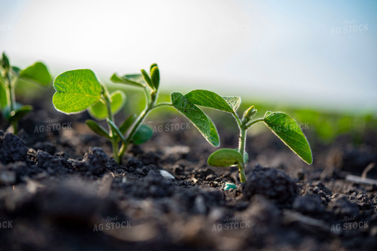 Early Growth Soybean Plant 136095