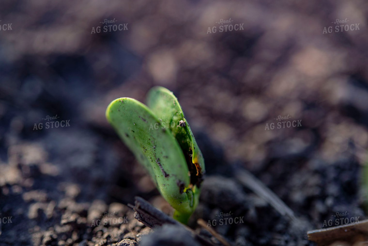 Early Growth Soybean Plant 136097