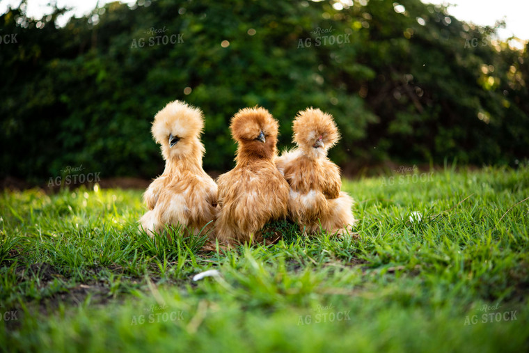 Silkie Chickens 136101