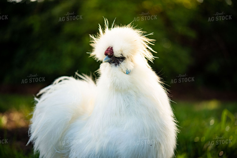 Silkie Chicken 136103