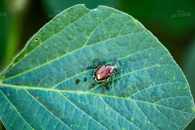 Beetle on Leaf 136107