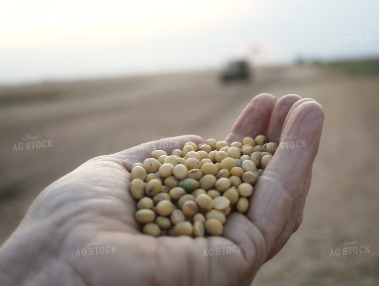 Harvested Soybeans in Farmer Hand 141053