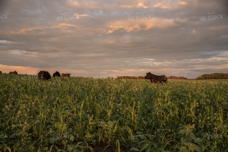 Cattle in Cover Crops 76392