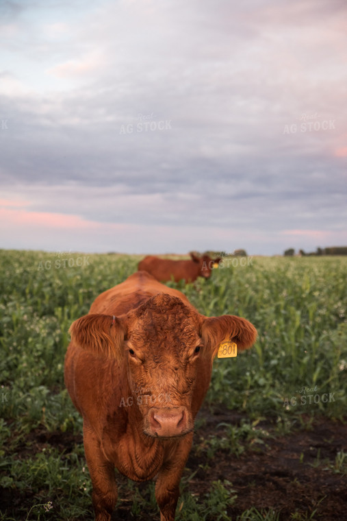 Cattle in Cover Crops 76394