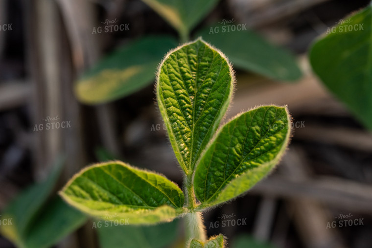 Early Growth Soybeans 76400