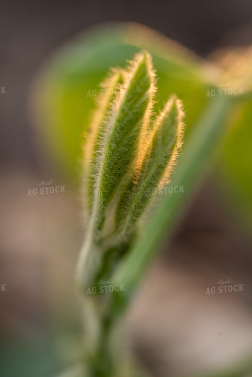 Early Growth Soybeans 76402