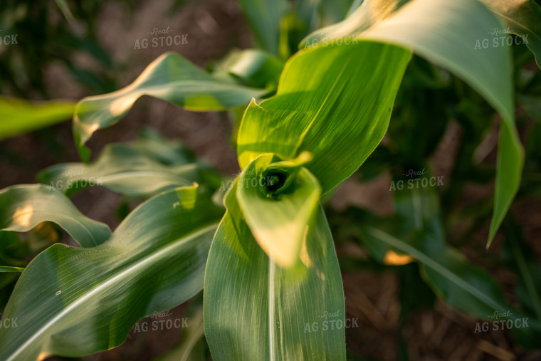 Early Growth Corn 76413