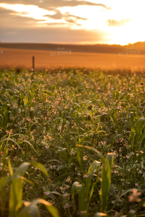 Cover Crops 76436