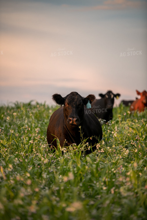 Cattle in Cover Crops 76439