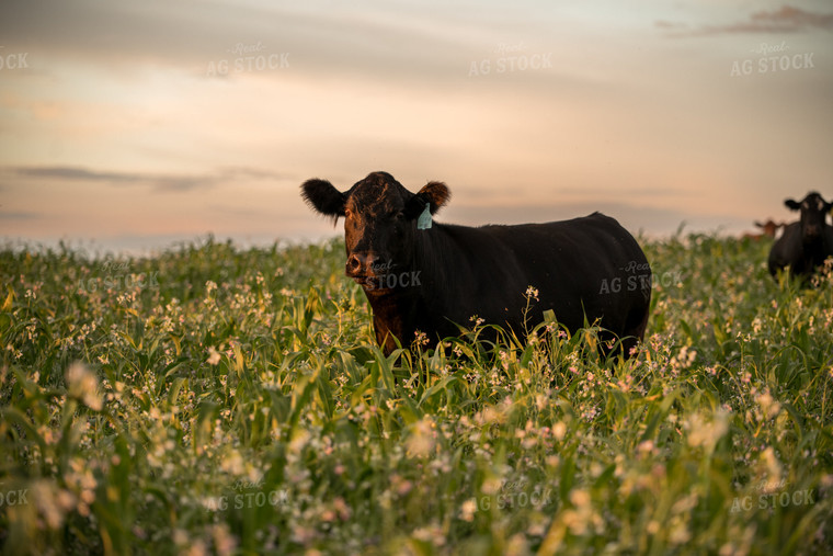 Cattle in Cover Crops 76440