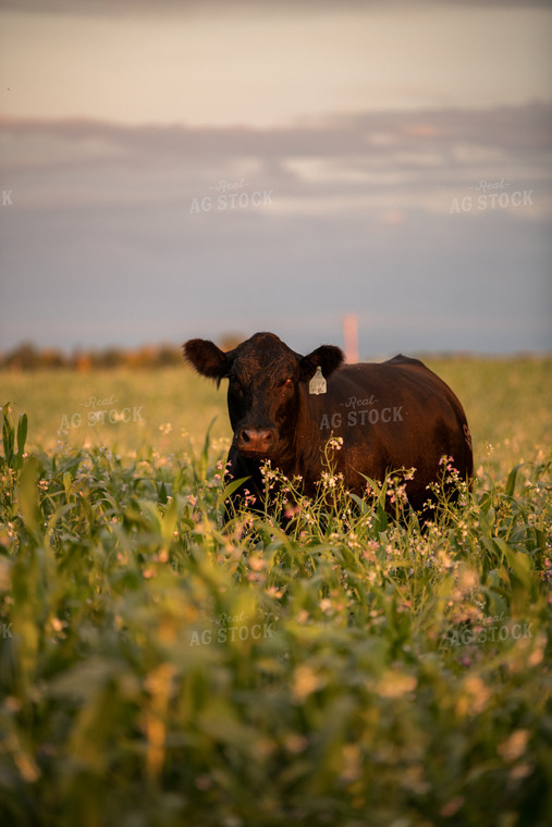 Cattle in Cover Crops 76442