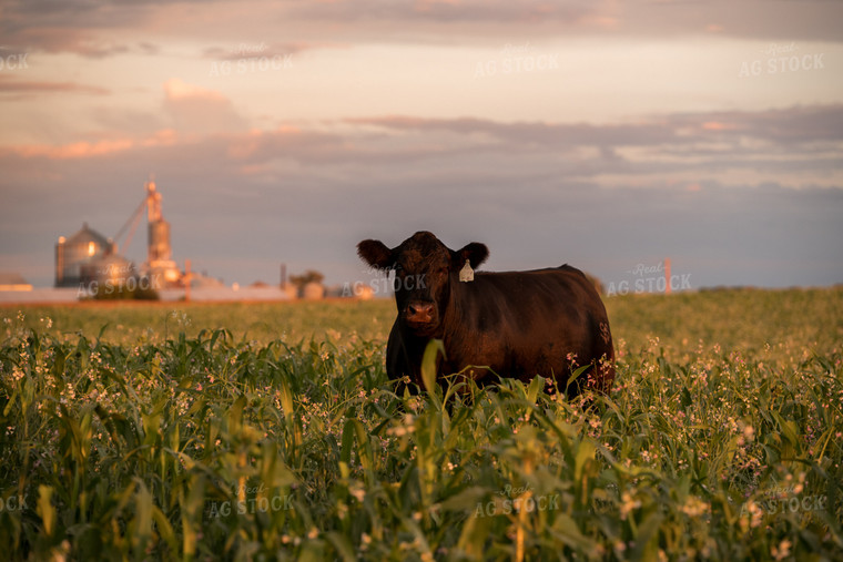 Cattle in Cover Crops 76443