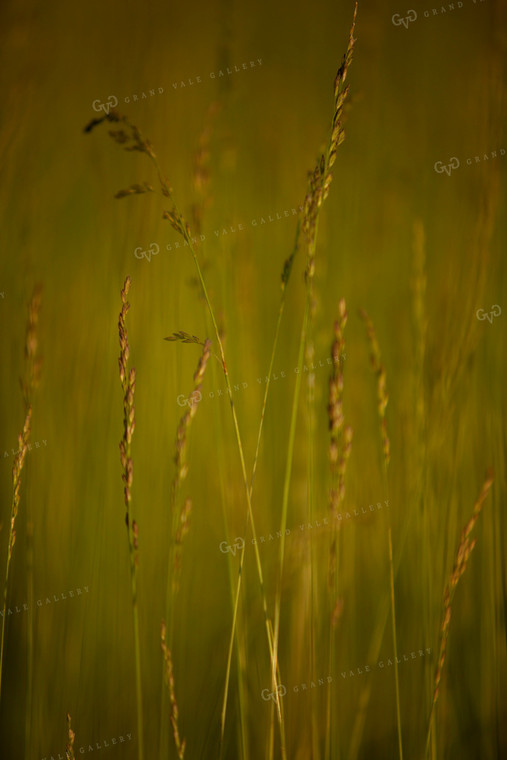 Cutting Hay 4937