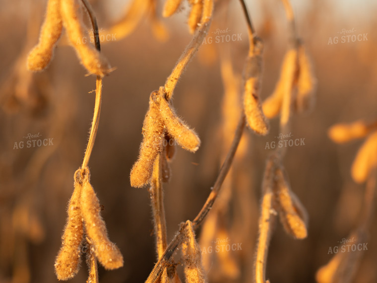 Dried Soybeans 133021