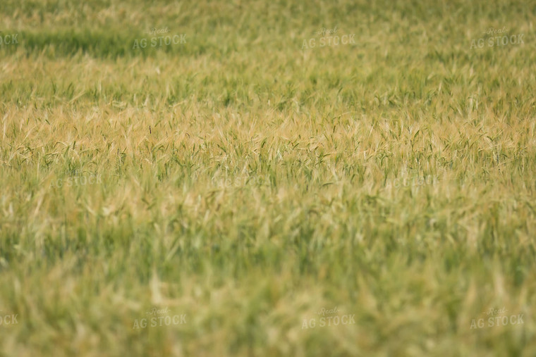 Barley 138065