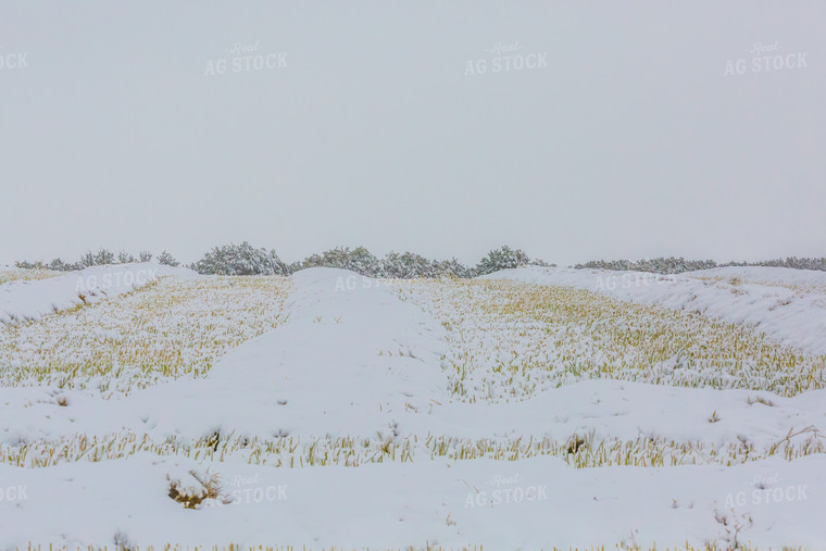 Snow Covered Barley 138075