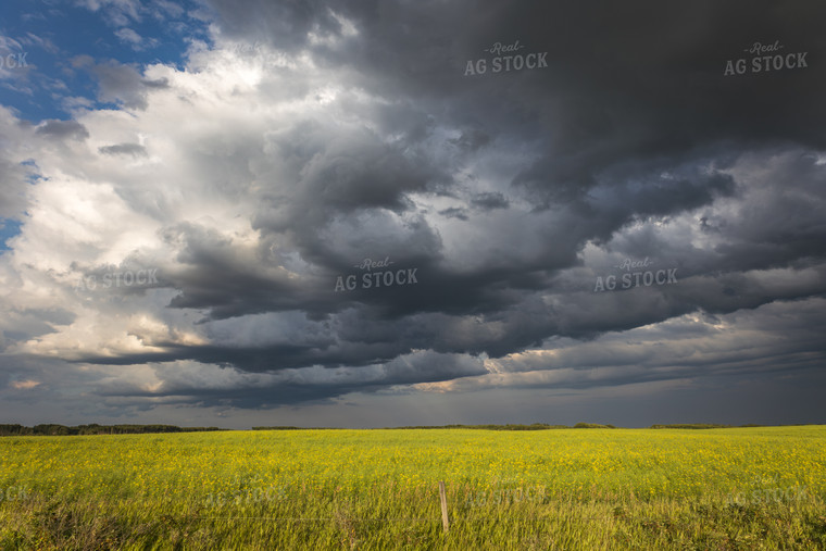 Storm Over Canola Field 138079