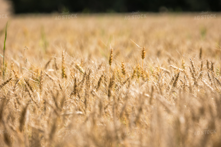 Barley 138086