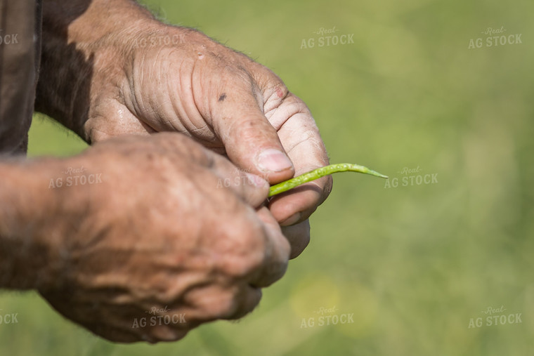 Farmer with Canola in Hands 138090