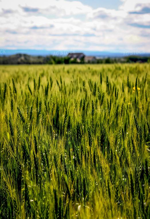 Barley 138106