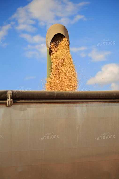 Soybean Harvest 93219