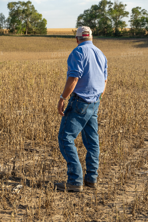 Farmer in Hail Damaged Soybean Field 65074