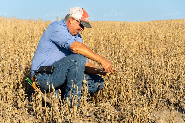 Farmer in Hail Damaged Soybean Field 65079