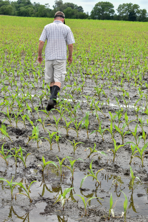 Farmer in Flooded Corn Field 84201