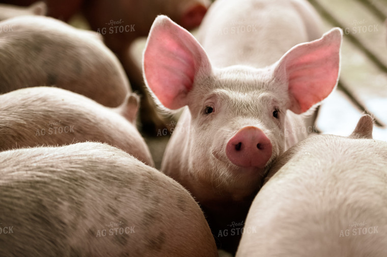 Pigs 90115