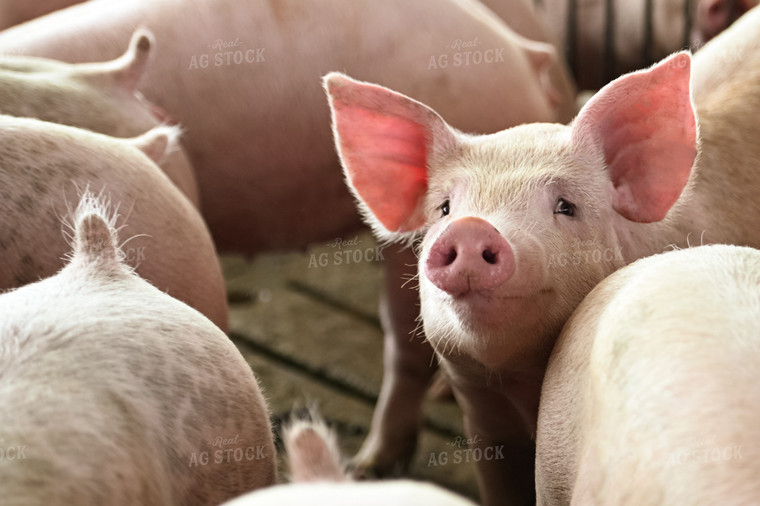 Pigs 90117