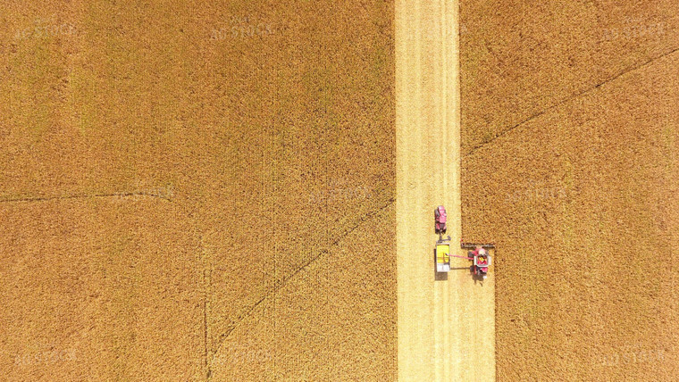 Corn Harvest 100014