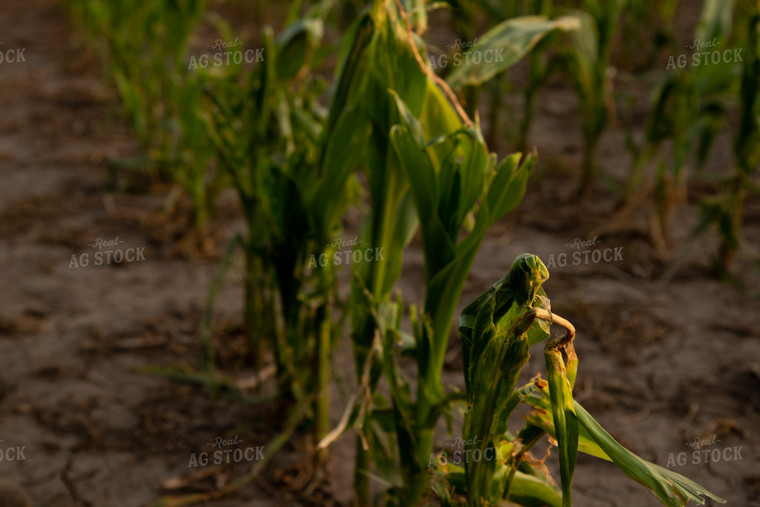 Hail and Wind Damaged Corn 67515