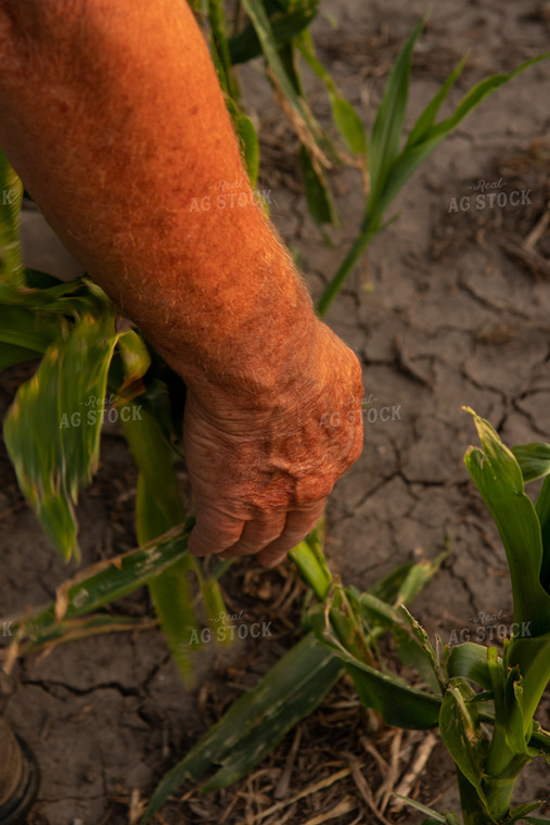 Farmer Checking Hail and Wind Damaged Corn 67516