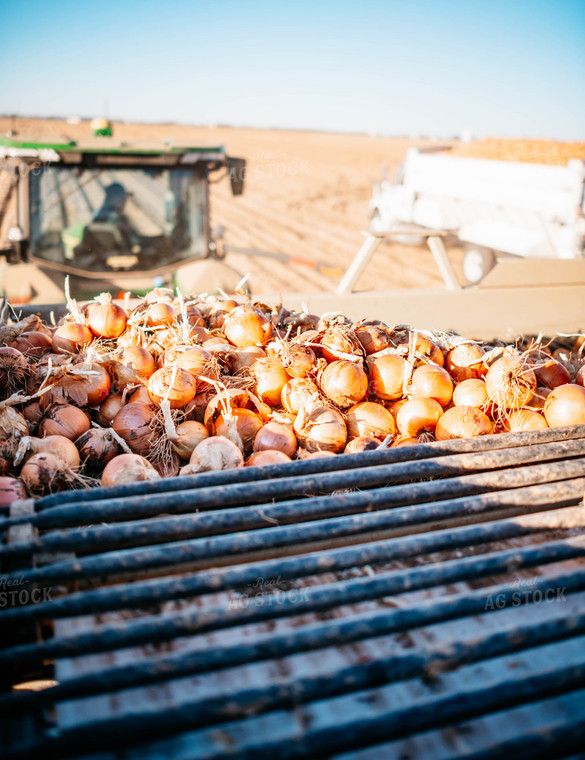 Onion Harvest 56733