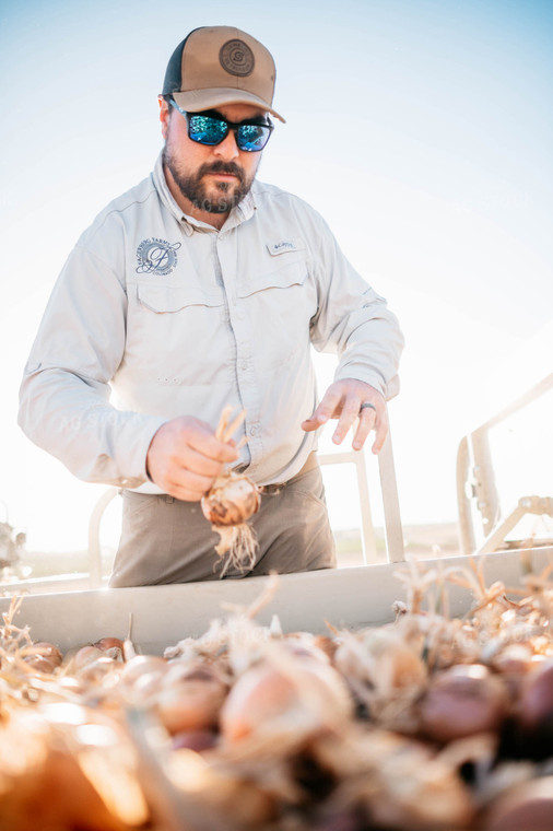 Onion Harvest 56736