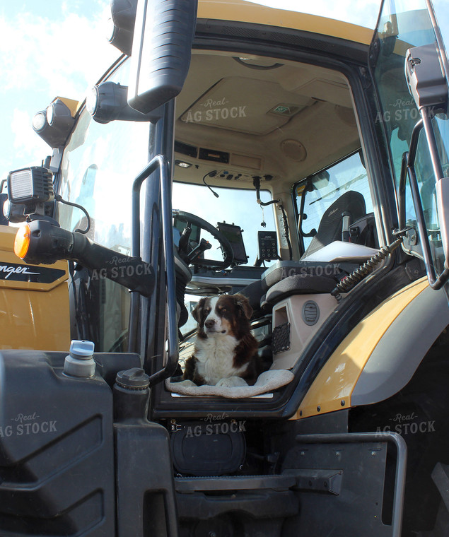 Farm Dog in Tractor 141061