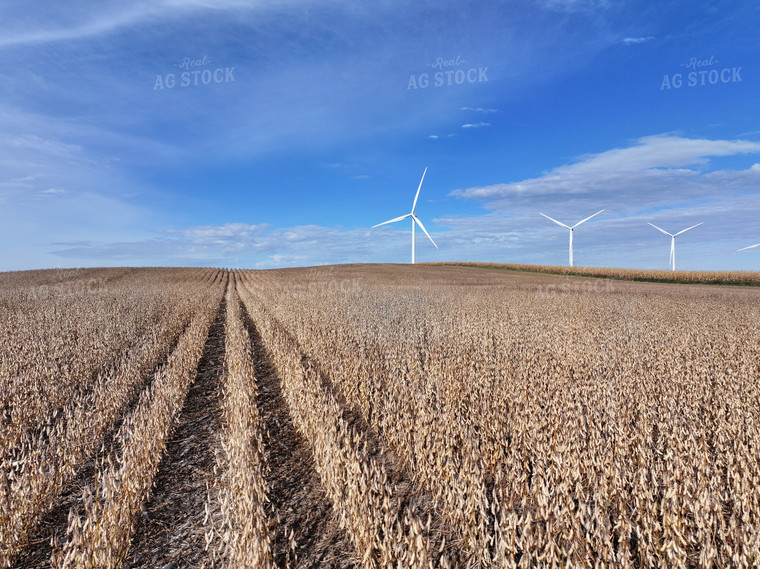 Scenic Soybean Field 141069