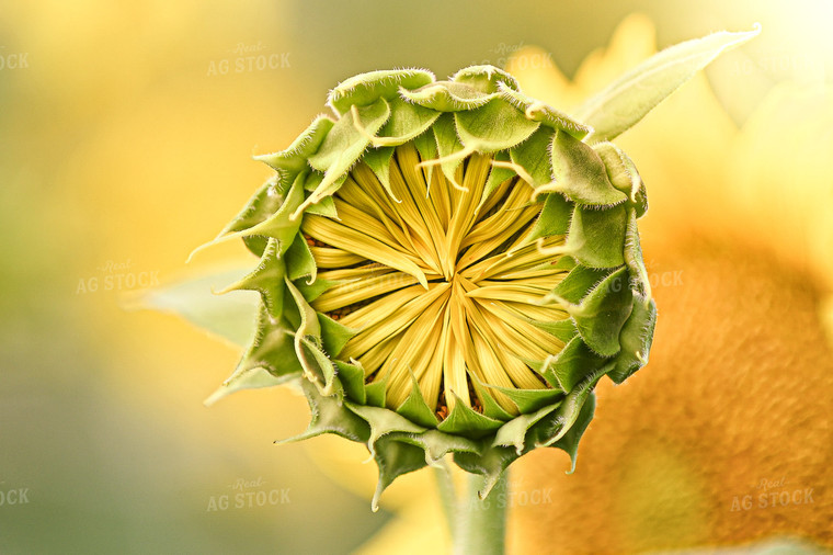 Sunflower 158004