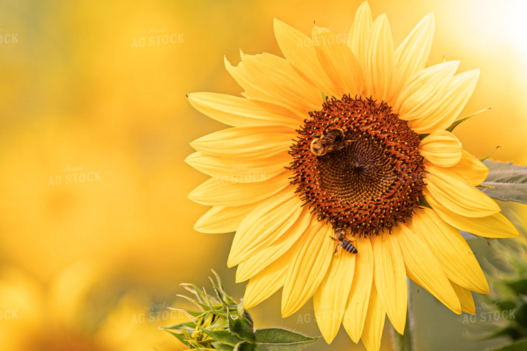 Bee on Sunflower 158005