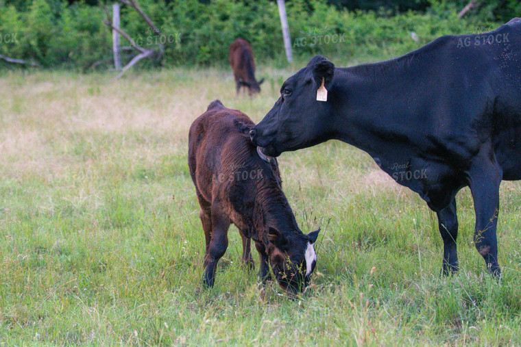 Cow Calf Pair on Pasture 158009