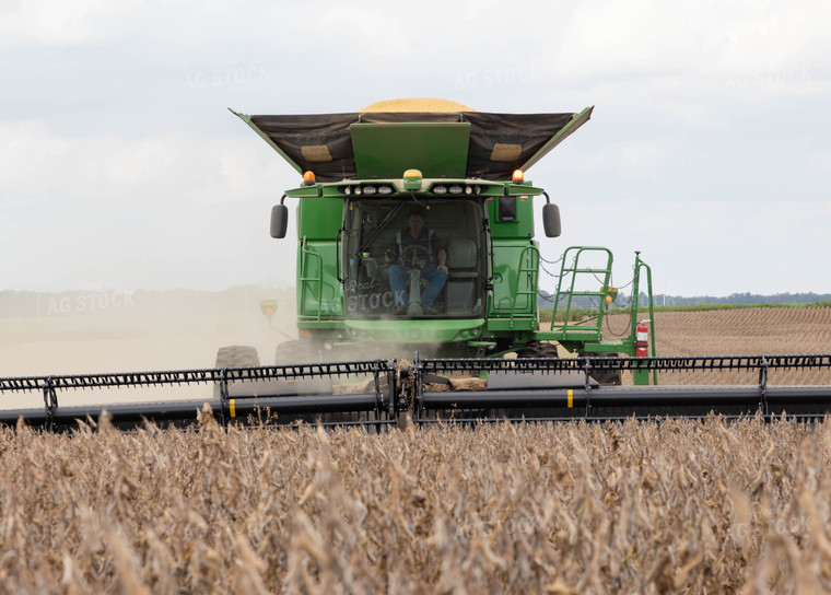 Soybean Harvest 79404